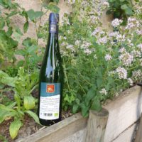 Grauburgunder trocken 2023 Landwein